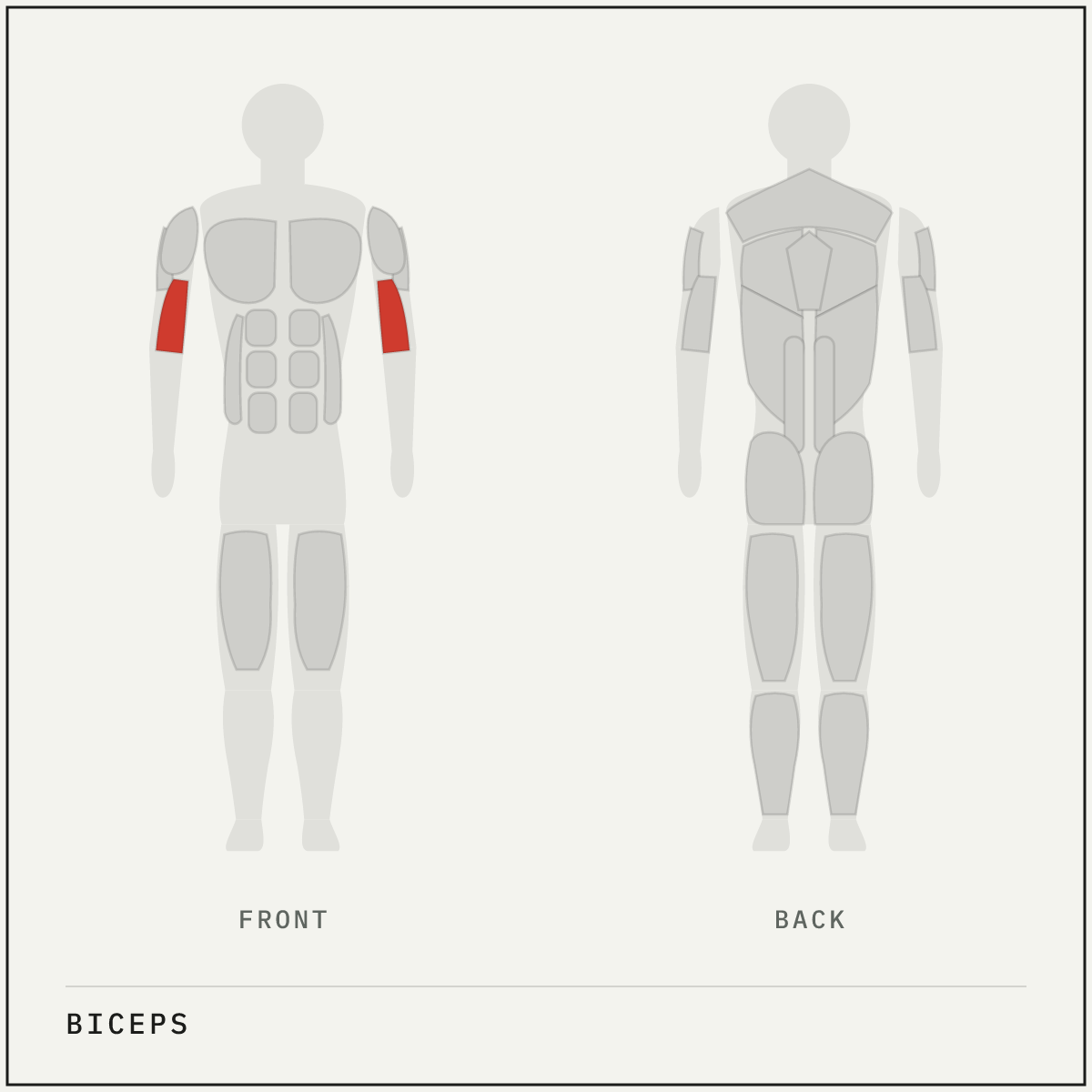 Muscle map highlighting the biceps on a front and back body outline