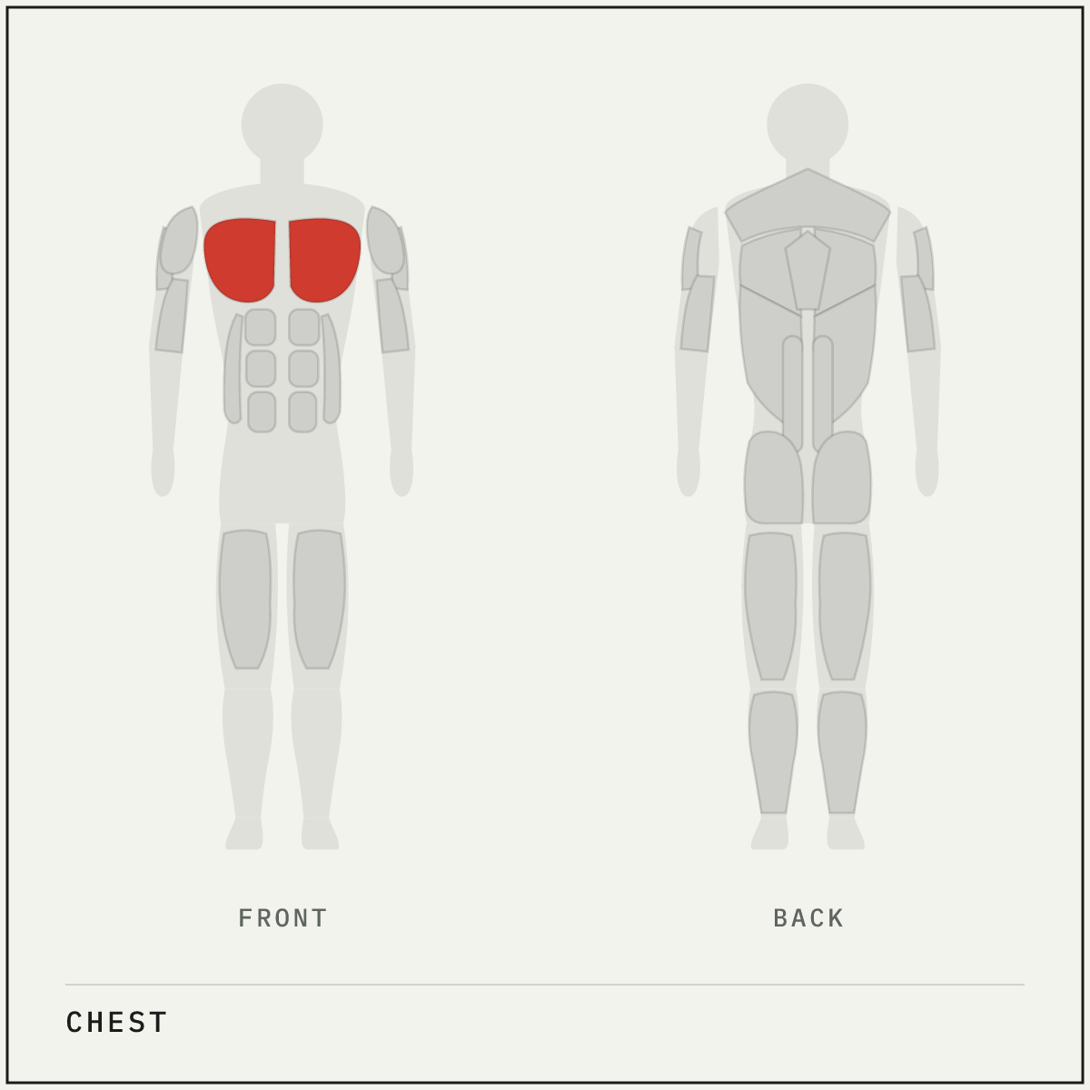 Muscle map highlighting the chest on a front and back body outline