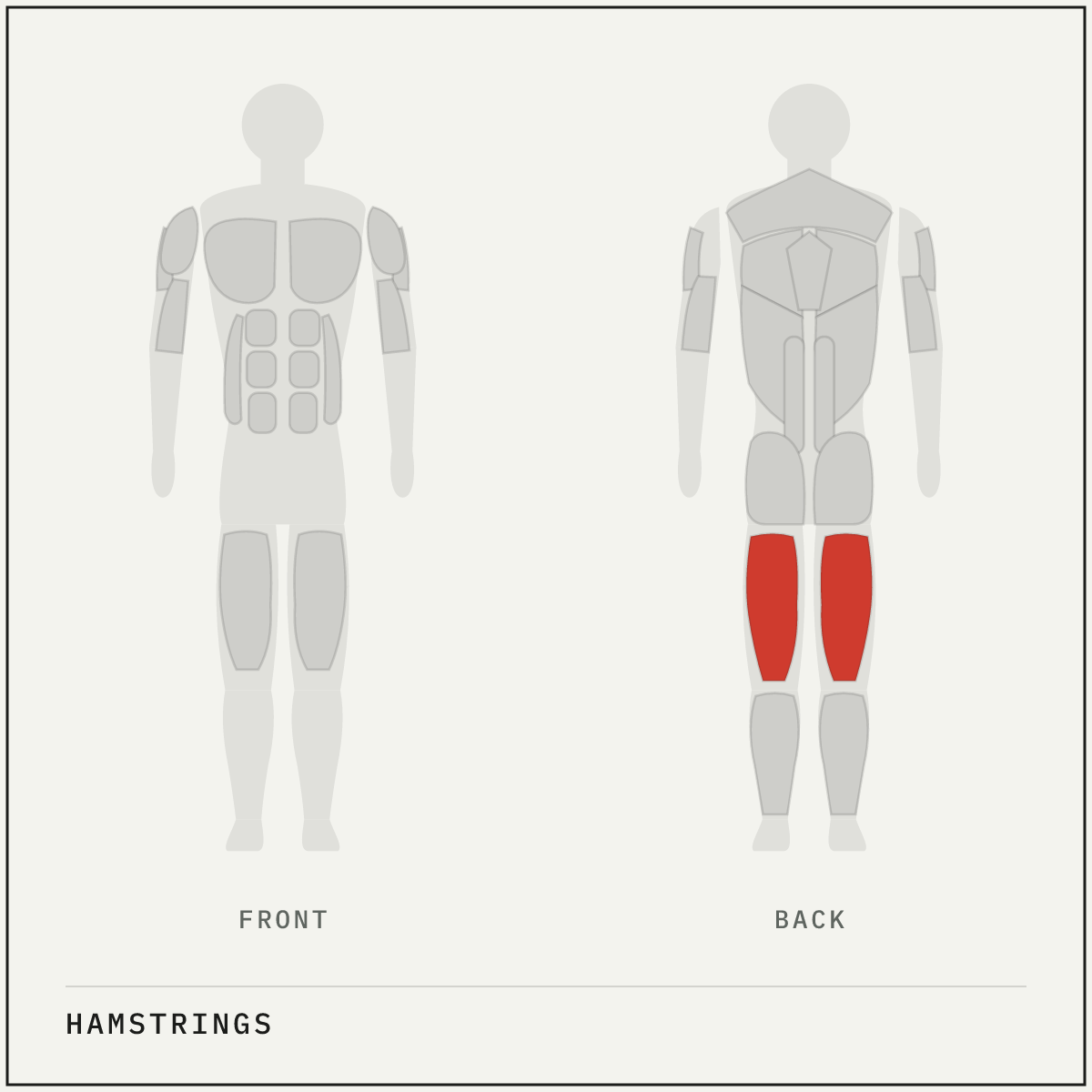 Muscle map highlighting the hamstrings on a front and back body outline