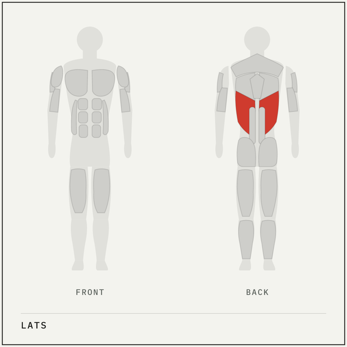 Muscle map highlighting the lats on a front and back body outline