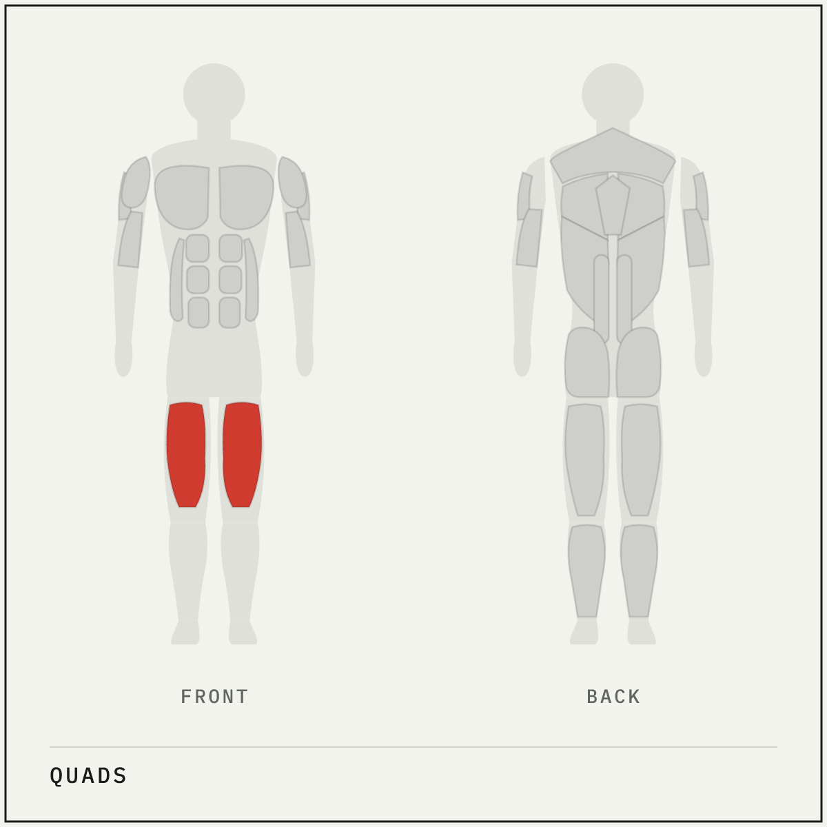 Muscle map highlighting the quads on a front and back body outline