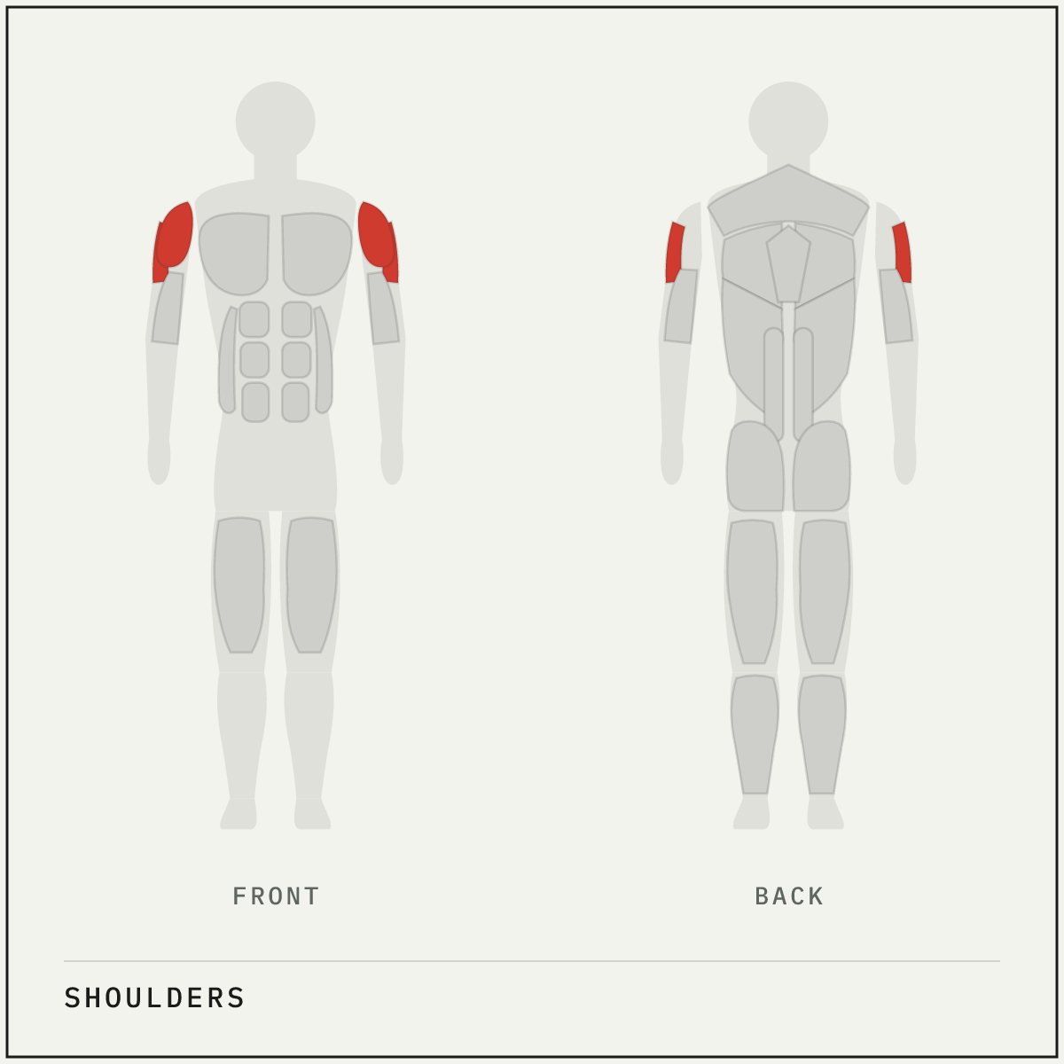 Muscle map highlighting the shoulders on a front and back body outline