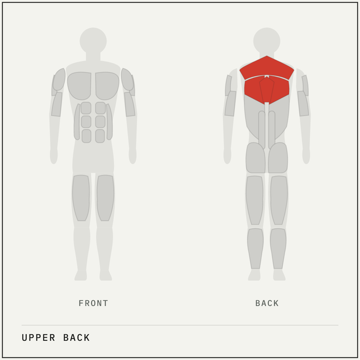 Muscle map highlighting the upper back on a front and back body outline